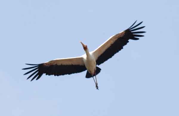 107 - Tanzania - Ciguenya volando - parque nacional lago Manyara
